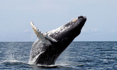 Vancouver Fraser Port Authority expands noise reduction criteria to encourage quieter waters for endangered whales