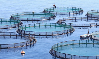 Blockchain can revitalize trust in seafood industry by boosting transparency