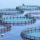Blockchain can revitalize trust in seafood industry by boosting transparency