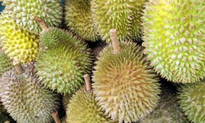 MASKargo flies frozen whole durian to China