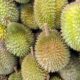 MASKargo flies frozen whole durian to China