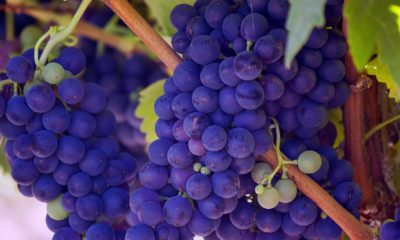 MSC makes first ever shipment of grapes from Spain to Vietnam