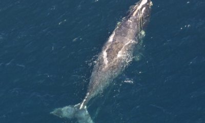 Oceana launches campaign in U.S. and Canada to cave North Atlantic right whales from extinction