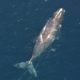 Oceana launches campaign in U.S. and Canada to cave North Atlantic right whales from extinction